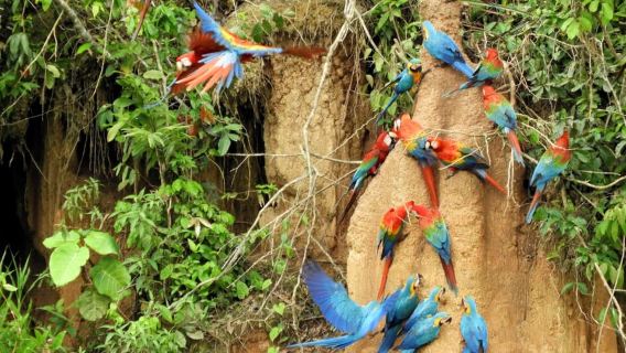 Madre de Dios: Lago Saldoval + Visita agli Ara