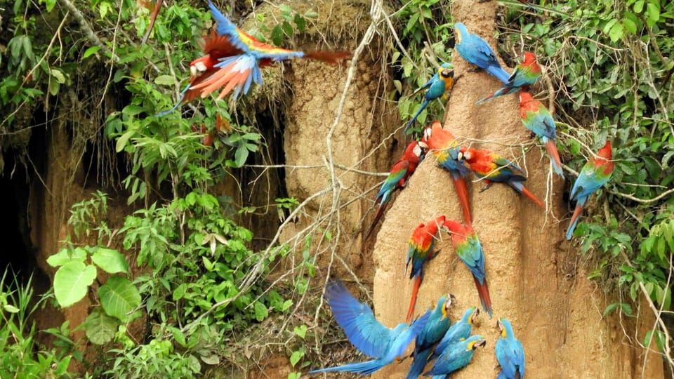 Madre de Dios: Lake Saldoval + Visit to the Macaws