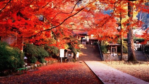 Tour di un giorno per ammirare gli aceri a Kyushu: Tempio Daikōzenji a Saga + Santuario Kuneen-an + Santuario Inari + Parco Mifuneyama Rakuen