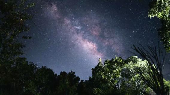 黃金海岸螢火蟲夜遊&觀星之旅【中文司導+市區多站點接駁】