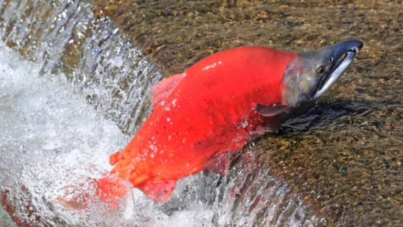 Vancouver, Canada Harrison Hot Springs, Fort Langley Historic Town, and Weihua Creek Salmon one-day tour