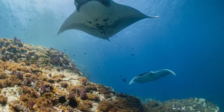 Manta Point Snorkeling 2 spot 
