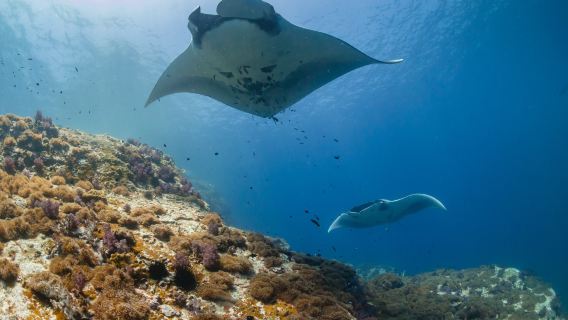 Снорклинг в 2 точках, включая Manta Point на Нуса-Пенида, с обслуживанием на русском языке