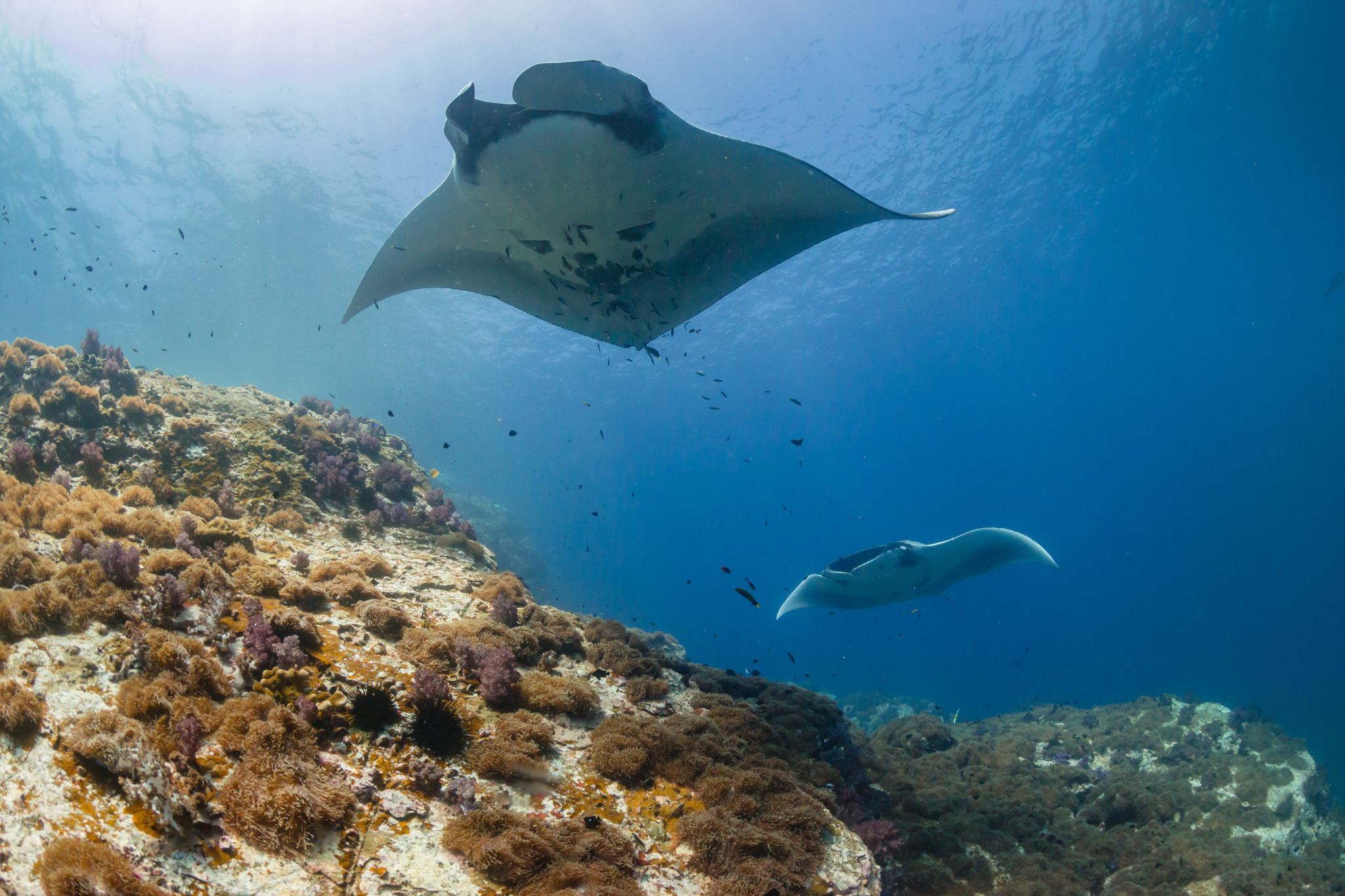 Snorkeling a Manta Point con GoPro in 2 spot a Nusa Penida