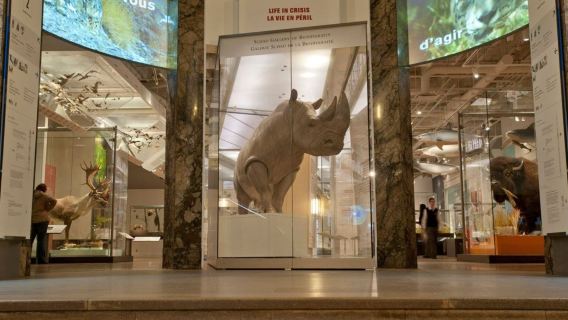 Lawatan sewa peribadi ke Muzium Diraja Ontario Toronto + Menara CN Kanada [Tidak termasuk tiket masuk]
