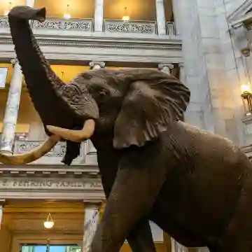 スミソニアン協会博物館：ガイド付きウォーキングツアー＋航空宇宙