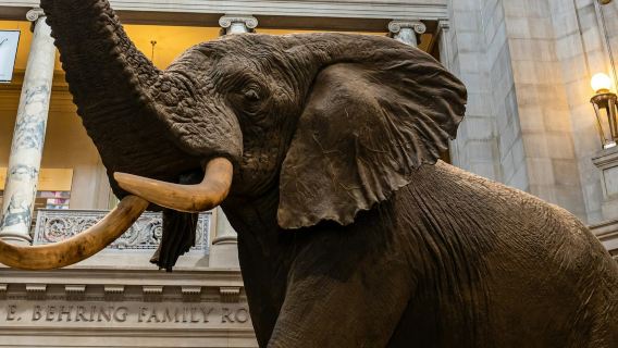 Musei dello Smithsonian Institution: visita guidata a piedi + ingresso programmato per l'aria e lo spazio