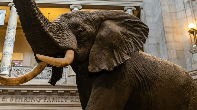 スミソニアン協会博物館：ガイド付きウォーキングツアー＋航空宇宙