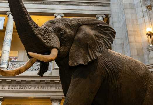 スミソニアン協会博物館：ガイド付きウォーキングツアー＋航空宇宙