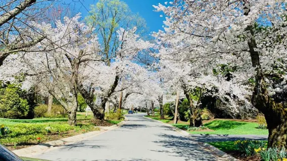 Small Group Max 12: DC Kenwood Cherry Blossoms and Iconic Landmarks Day Trip