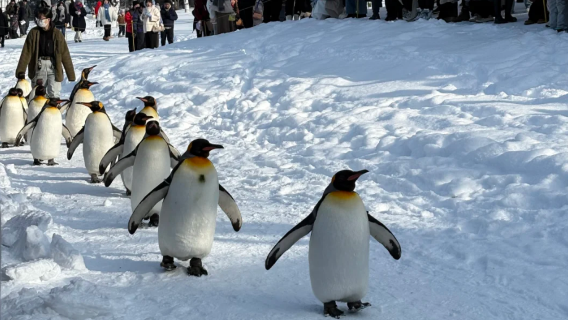 北海道動物園+白鬚瀑布+肯與瑪麗樹 青池精靈台|包車一日遊