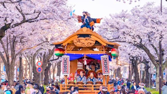 Hitachi Cherry Blossom Matsuri + Amabiki Kannon Senbonzakura + Ocean View Sunset Day Tour from Tokyo