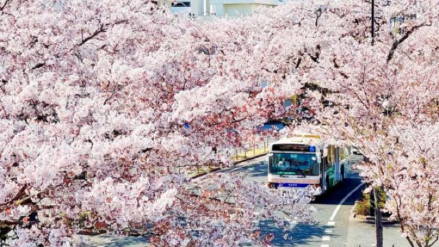 [Edizione limitata stagione dei ciliegi] Tour di un giorno al tempio Amabiki Kannon con mille ciliegi + Festival dei ciliegi di Hitachi + Tramonto sul mare