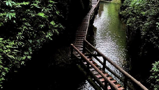 大熊貓研究中心雅安碧峰峽基地-碧峰峽景區5座/7座1日