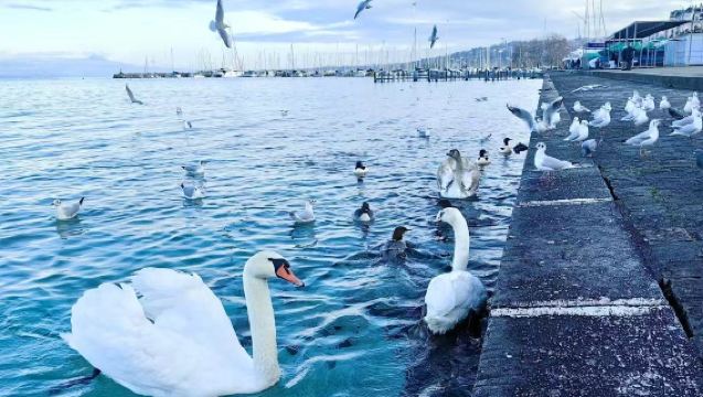 日內瓦湖環湖包車遊：【徒步|玩水|城堡|酒莊|古典小鎮】