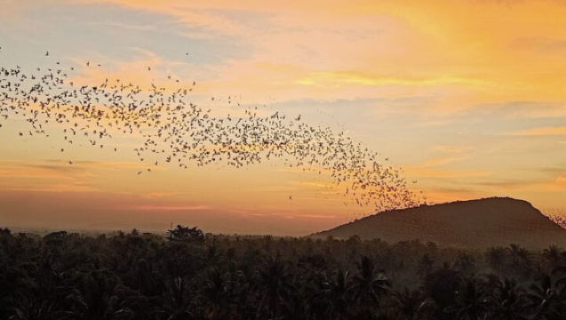 Battambang Day Trip from Siem Reap: Bamboo Train, Phnom Banan Temple & Bat Cave Sunset