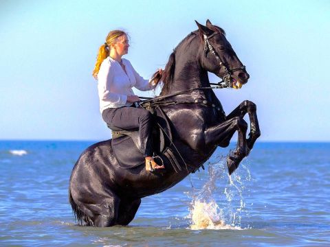 Berkuda di Hurghada Mesir dengan Pengalaman Gurun & Laut