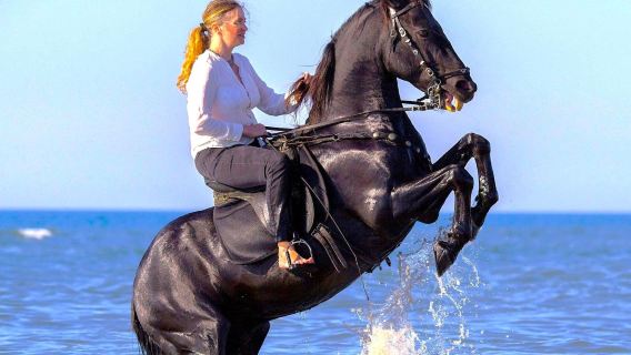 Horse Riding Hurghada Egypt With Desert & Sea Experience