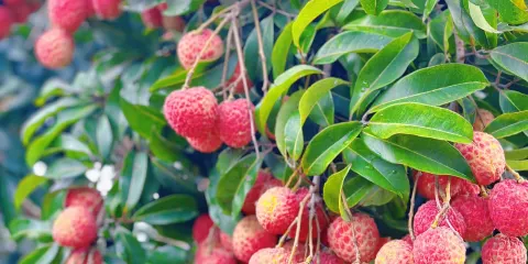 從化石門公園+南平靜修小鎮溯溪摘荔枝一日遊|私家小團上門接送
