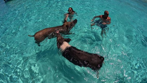 Bahama | Nassau - Exuma saaristoristeily ja päiväretki uimisesta siojen kanssa | Lounas sisältyy