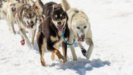 Anchorage: Helicopter Glacier Dogsledding Tour