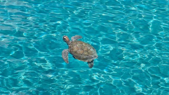 Curaçao: Den Blå Grotte og Skildpadder Bådtur med Pizza