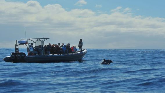 Calheta: Pełna szacunku aktywność obserwacji dzikiej przyrody oceanicznej podczas rejsu RIB