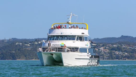 Paihia: Bay of Islands Dolphin Eco Cruise & Island Stopover