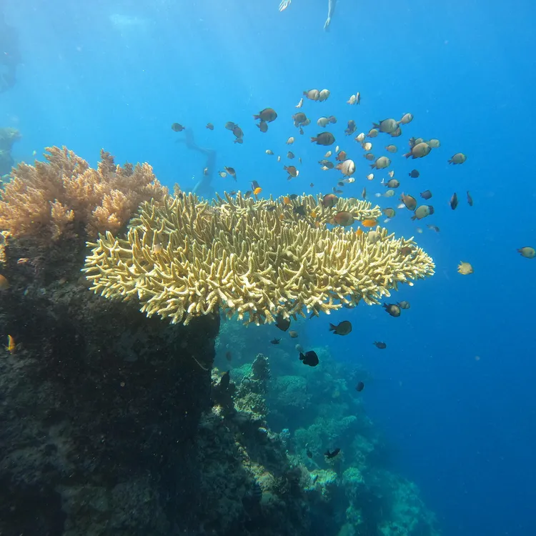 バリ島鹿島シュノーケリングまたはダイビングワンデーツアー｜南部