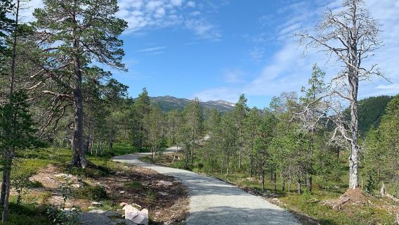 Lawatan sehari Tromso + Senja + Norway dalam satu hari [perkhidmatan berbahasa Cina, pakej berkumpulan atau sewaan peribadi]