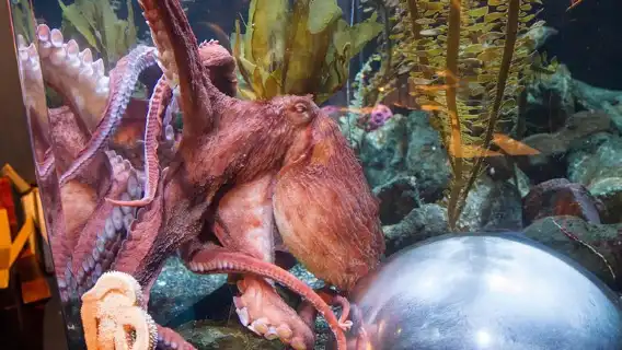 Aquarium of the Bay General Admission Ticket
