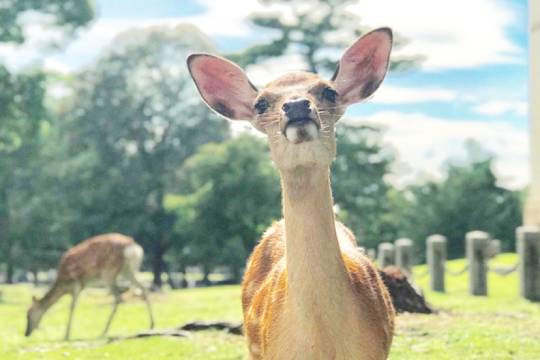 日本京都+大阪+奈良公園一日遊