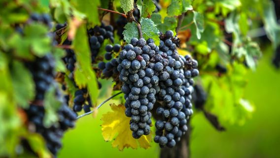 Villaggio di Saint-Émilion: tour del vino di mezza giornata da Bordeaux