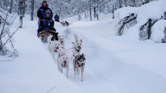 Tromsø·Hundeschlittenfahren 4-8 Stunden (Mehrere Pakete zur Auswahl)