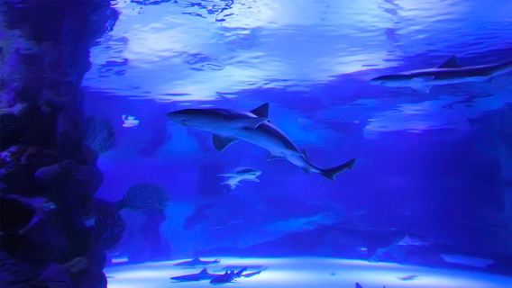 Antalya Aquarium & Face 2 Face Wax Museum