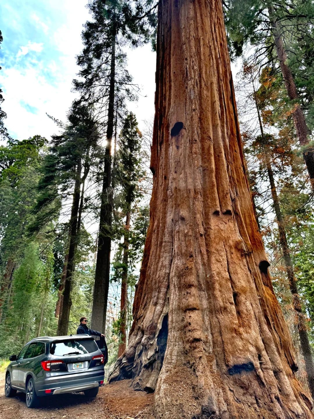 美國洛杉磯*美洲杉國家公園/帝王峽谷包車12h【精選老司機】