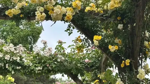 漫遊巴黎：布洛涅森林+肖蒙山丘公園+巴黎聖母院+西岱島+新橋