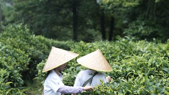 雲南大理蒼山桃溪生態谷 莫催茶室 採茶製茶體驗【海拔2,200米左右,終年蒼山雪水山泉流淌 綠色無污染】