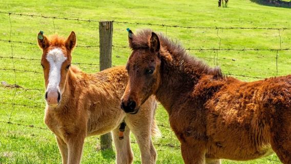 Tour di 1 giorno ai tre ponti naturali di Wulong e alla montagna delle fate + guida + biglietti + trasporto + servizio autista - Viaggio conveniente - Esplora la cultura naturale della Cina