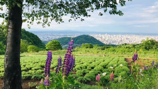 日本札幌市區浪漫風情體驗/可小樽登別富良野北海道多日包車精選