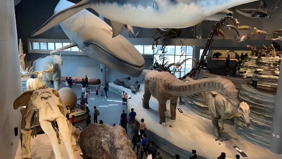 Đặt vé tham quan Bảo tàng Lịch sử Tự nhiên Thượng Hải + Shenling Wonderland XR: Khám phá những bí ẩn của thiên nhiên với những mẫu vật khổng lồ