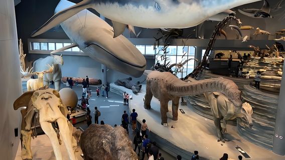 上海自然博物館 貴重な標本の数々 専門ガイド（中国語・英語）付き