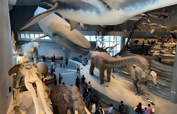 上海自然博物館 海量絕世標本 可選專業中英拼團講解