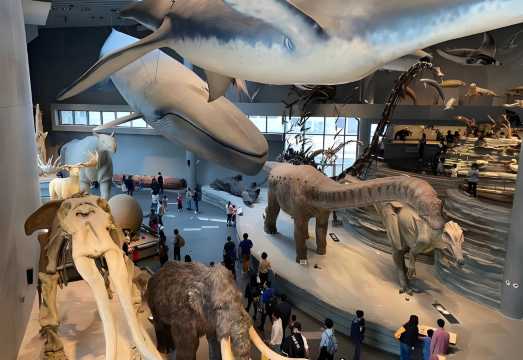 Shanghai Natural History Museum - Vast Collection of Rare Specimens with Optional Professional Guided Tours in Chinese and English