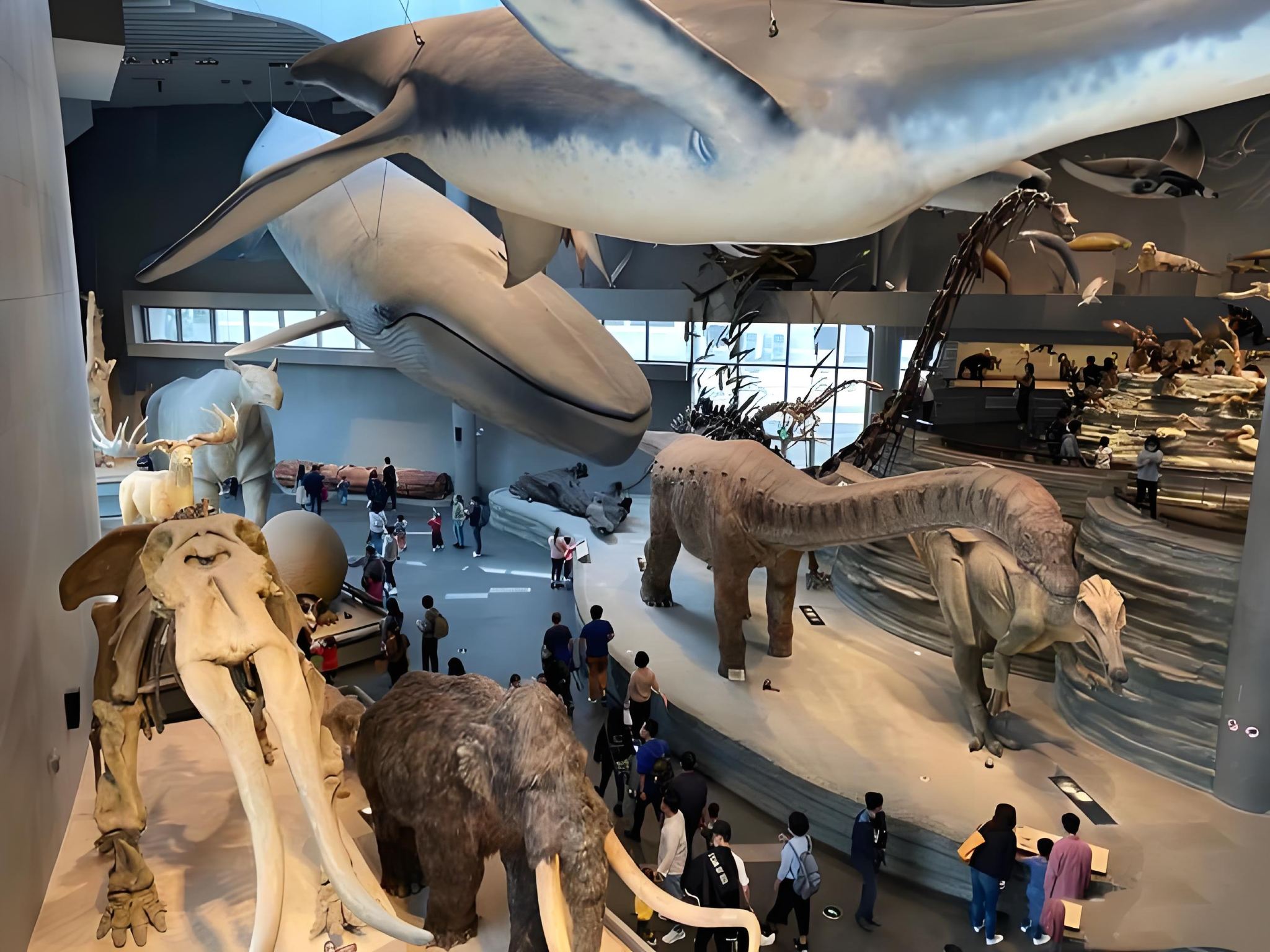 Shanghai Natural History Museum: A vast collection of unparalleled specimens; optional professional bilingual (Chinese and English) group guided tours.