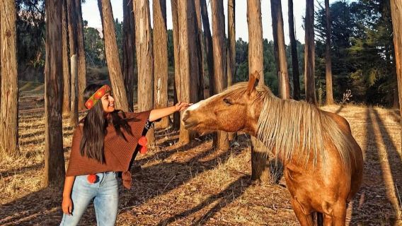 Giro a cavallo attraverso Sacsayhuaman, Qenqo e la foresta di eucalipti