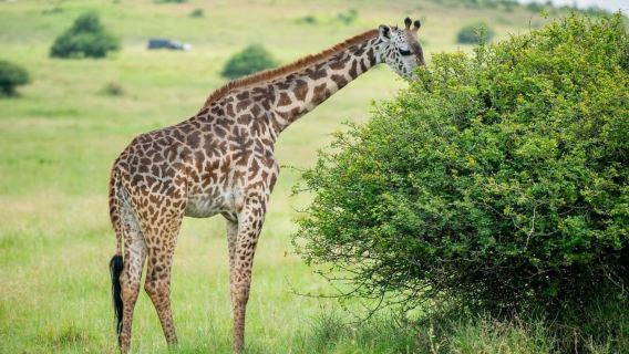 Half-Day Game Drive in Nairobi National Park With Pickup