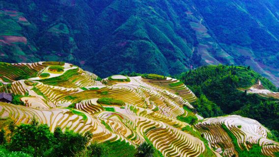 Ein Muss in Guilin! Tagestour zu den Reisterrassen von Longji (direkt mit dem Geschäftswagen und Tickets inklusive)