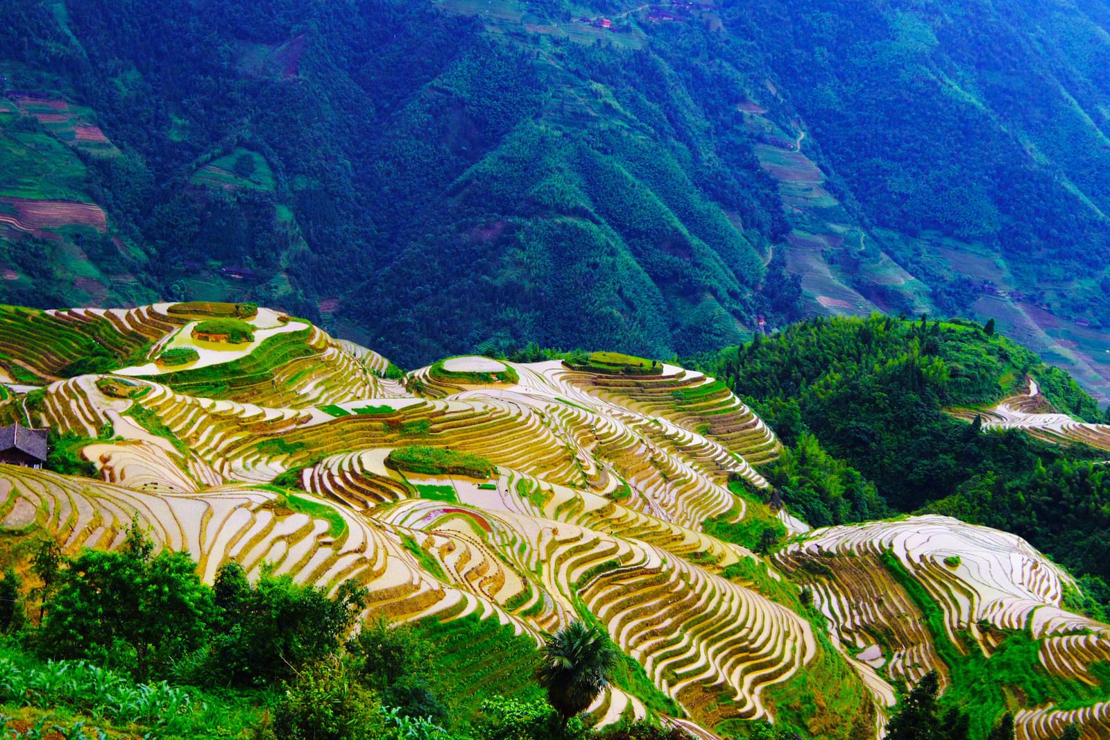 A Guilin Must-See! Longji Rice Terraces Day Tour (Direct by Business Car & Tickets Included)