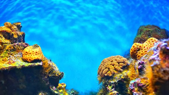 美國拉斯維加斯水族館+可口可樂世界+巧克力世界【親子歡樂】